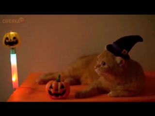 Приколы октябрь 2016 №214