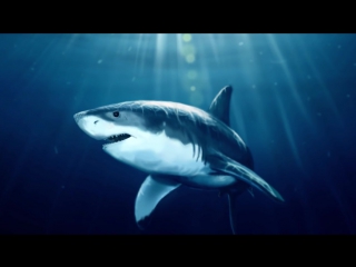 ТОП 10 САМЫЕ ОПАСНЫЕ ЖИВОТНЫЕ В МИРЕ