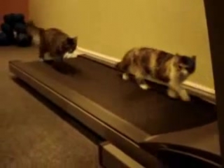 Коты на беговой дорожке