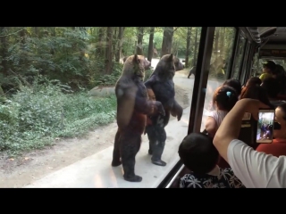 Медведи на задних лапах выпрашивают еду у туристов