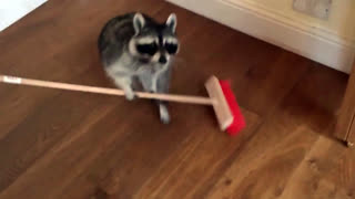 Животные убирают