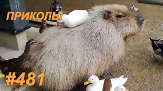 Приколы июль 2019 №481