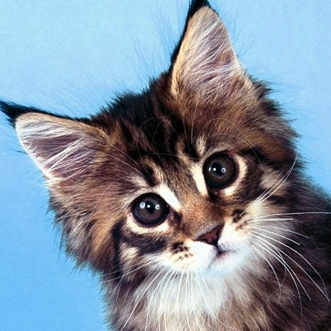 Анна Данилина